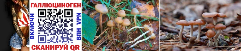 mega ССЫЛКА Неман дарк нет телеграм Галлюциногенные грибы GOLDEN TEACHER
